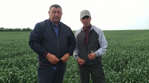 В Буинском районе продолжается приемка полей (ВИДЕО)