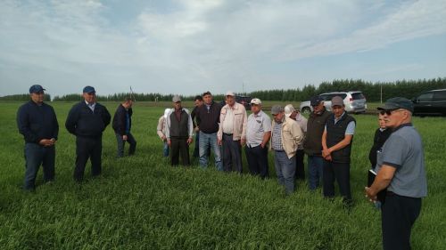 В Буинском районе продолжается приемка полей (ВИДЕО)