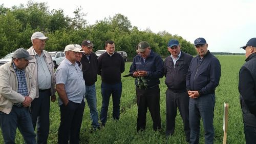 В Буинском районе продолжается приемка полей (ВИДЕО)