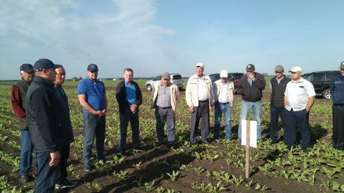 В Буинском районе продолжается приемка полей (ВИДЕО)