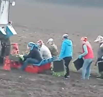 Смотрите, как сажают капусту в селе Аксу Буинского района (+ВИДЕО)