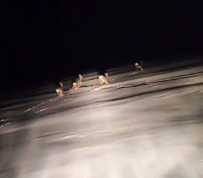 В Буинском районе в лесопосадках гуляют лоси, на полях - косули (ВИДЕО)
