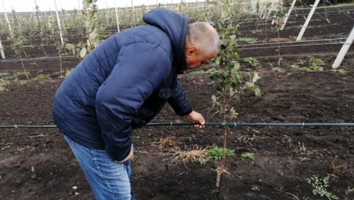 У фермеров из Буинска яблок и в этом году не хватило (фото)