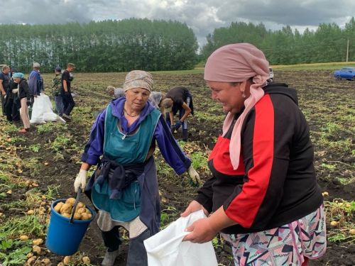 В деревне Аксу Буинского района начали копать картошку (+фото)