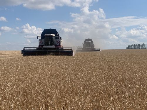 В Буинском районе убрали половину урожая озимой пшеницы