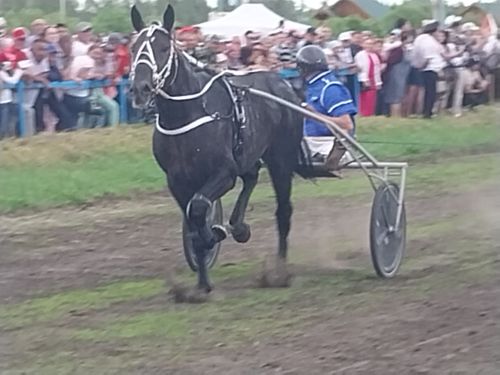 Стал известен абсолютный чемпион конных скачек в Буинском районе (+фото, видео)