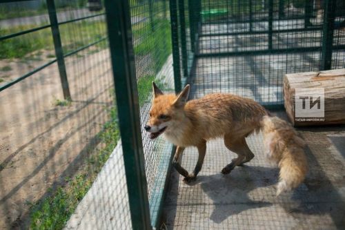 Буинские специалисты Россельхознадзора рассказывают о профилактике бешенства