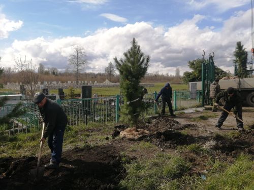 В Буинске кедры подаренные земляками, были высажены в окрестностях старого татарского кладбища
