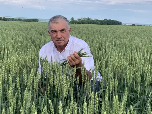 Буа районында кыска сабаклы, озын башаклы арпа, бодай сортлары үстерәләр