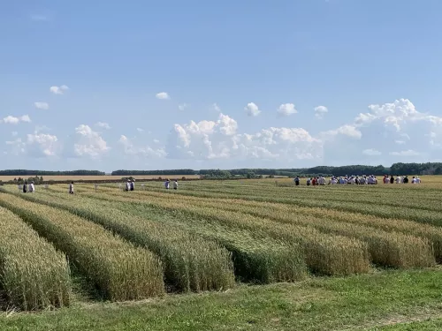 В Буинском районе из-за аномальных ливней приостановлена уборочная кампания