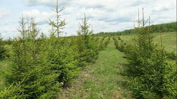 В Татарстане по нацпроекту «Экология» восстановили леса на 3615 гектарах площади