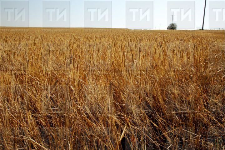 Аграрии Татарстана собрали более 3,6 млн тонн зерна