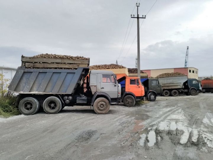 В Буинске из-за выпавшей с кузова свеклы произошло два ДТП (ФОТО, ВИДЕО)