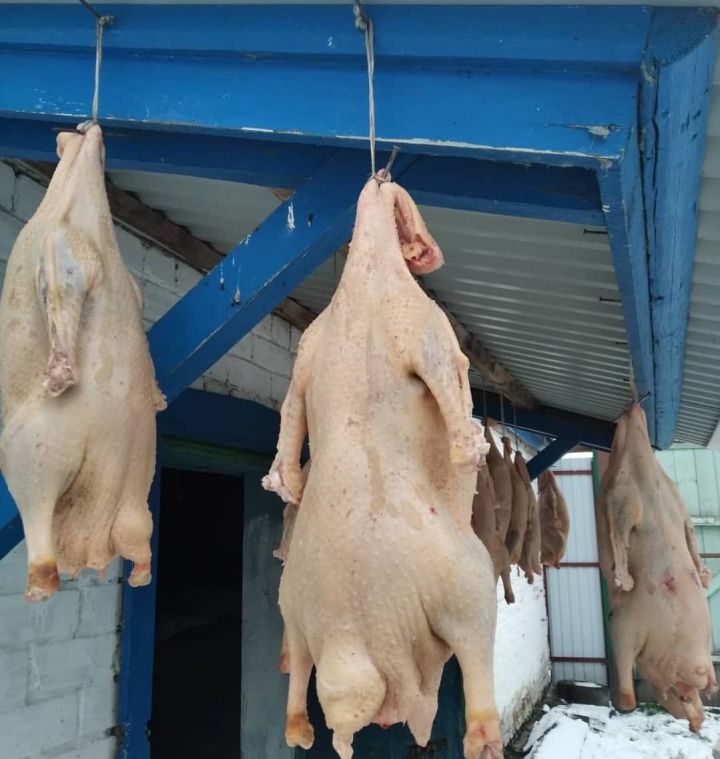 В Буинске проходят праздники гусиного пера (+фото)