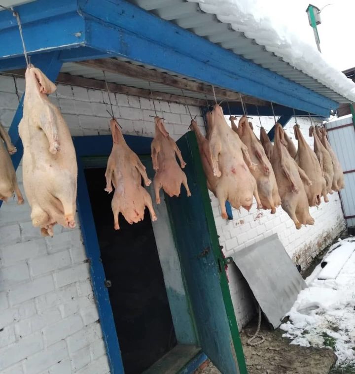 В Буинске проходят праздники гусиного пера (+фото)