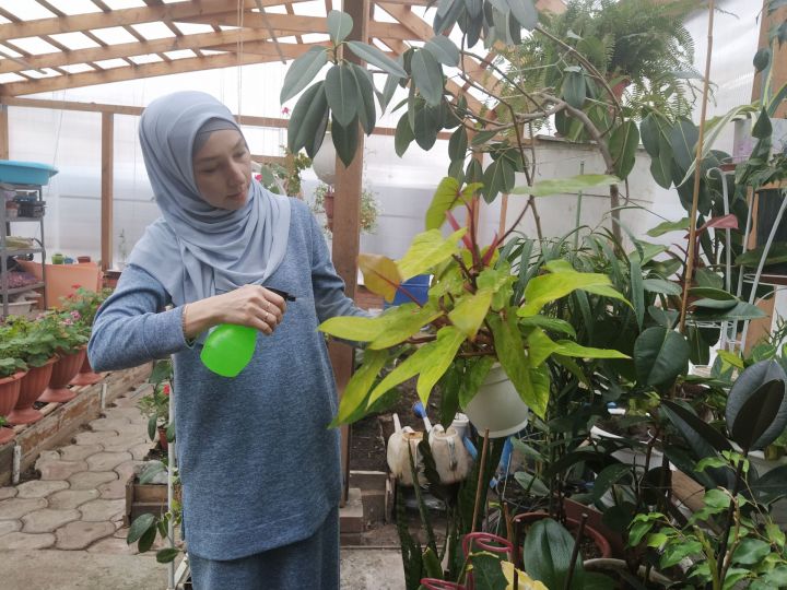 Жительница Буинска Лейсан Хасанова выращивает мандарины, бананы, апельсины (+фото)