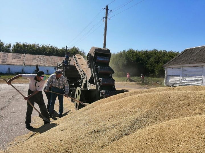 Управляющий Сорок-Сайдакским отделением агрофирмы «Заря» Буинского района Сайдаш Исламов: «Неспроста с давних времен зерно хранили в приподнятых над землей бревенчатых амбарах» (фото, видео)