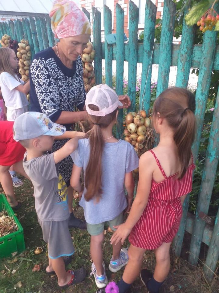 В Новых Чечкабах лук хранят старинным способом (фото, видео)