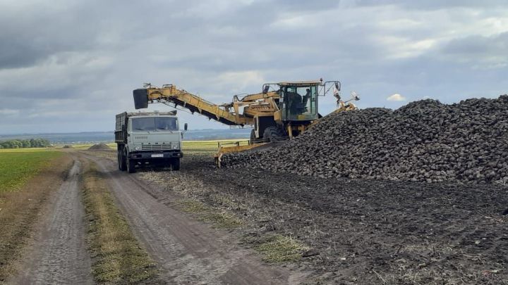 В агрофирме «Авангард» Буинского района свекла уродилась на славу