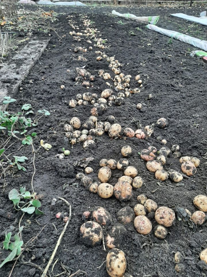 Житель Буинска Гали Залялов сегодня выкопал новый урожай картофеля