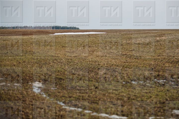 Россельхозцентр по РТ: Гибель озимых большей частью происходит в допустимых пределах