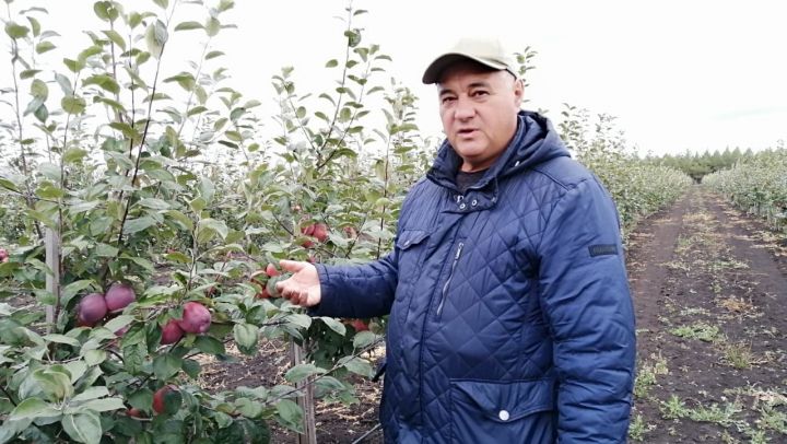 По словам фермера Миляуши Давлетшиной из Буинского района, яблони перезимовали  хорошо