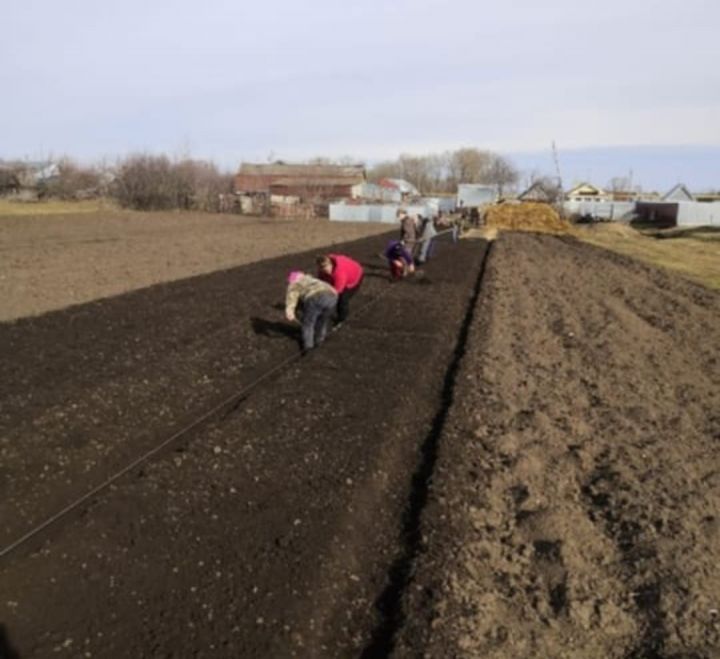 В селах Буинского района начали сеять морковь (фото)