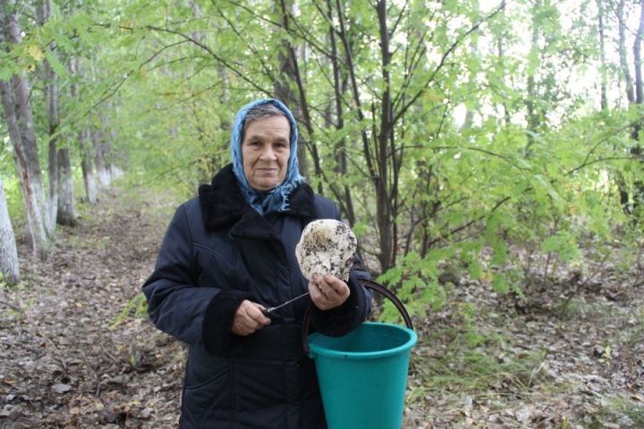 За сбор грибов и растений теперь можно получить тюремный срок