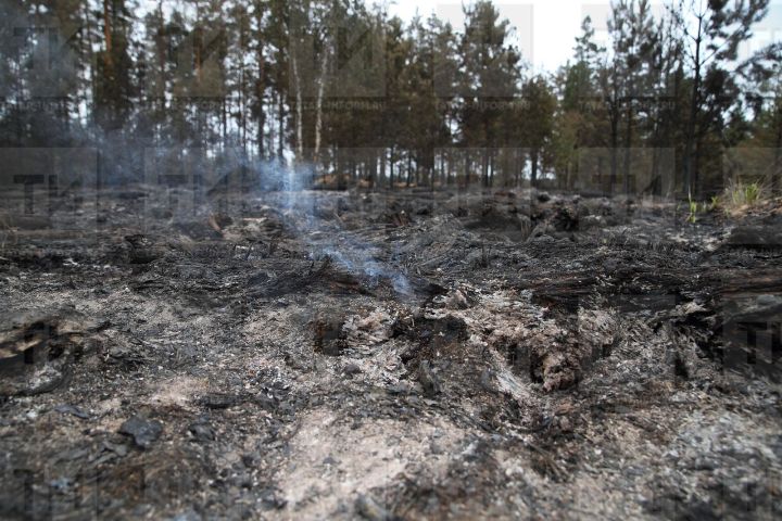 Минлесхоз Татарстана назвал районы с наибольшей угрозой лесных пожаров