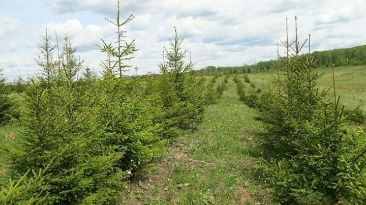 В Татарстане по нацпроекту «Экология» восстановили леса на 3615 гектарах площади