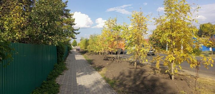 Буада быел 300дән күбрәк агач утырттылар
