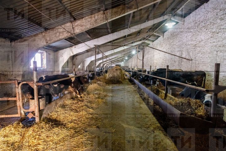 В марте  бруцеллез у коров выявлен в Кайбицком и Зеленодольском районах