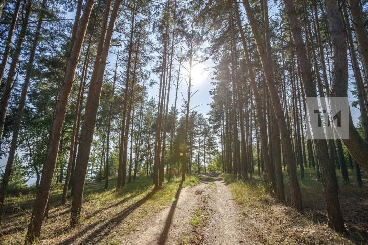 В лесах Татарстана начался пожароопасный сезон