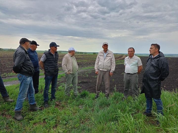 В Буинском районе оценивают состояние полей накануне Сабантуя