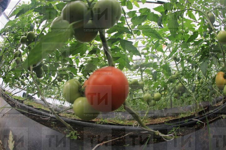 Почему помидоры растут корявыми