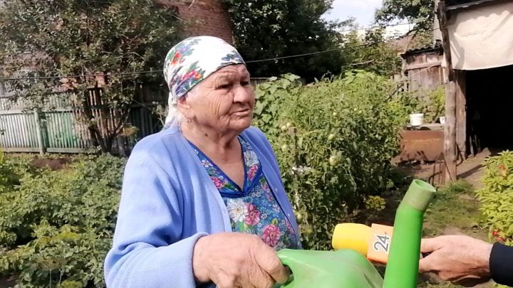 88-летняя жительница микрорайона Буинского сахарного завода  Альфия Анварова выращивает богатый урожай томатов (фото, видео)