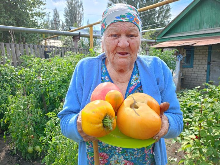 Буа шәһәренең шикәр заводы бистәсе микрорайонында яшәүче 88 яшьлек Әлфия Әнвәрова чиләк-чиләк помидор үстерә (фото, видео)