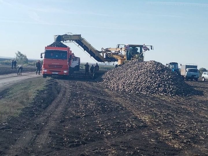 В Буинском районе приступили к уборке сахарной свеклы