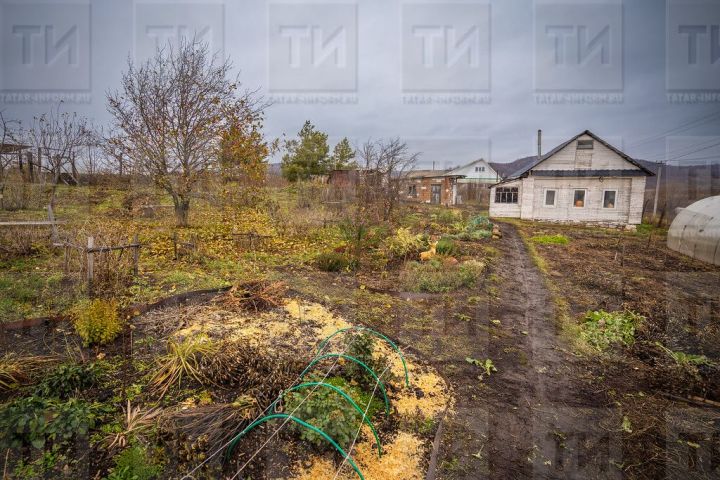 Закопанный на даче стакан поможет справиться с муравьями