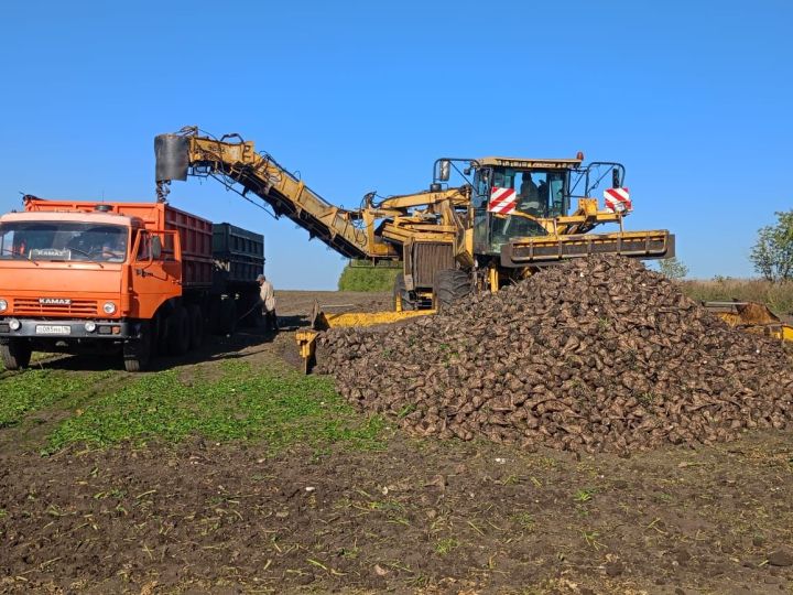 В хозяйствах Буинского района организованно идет копка сахарной свеклы