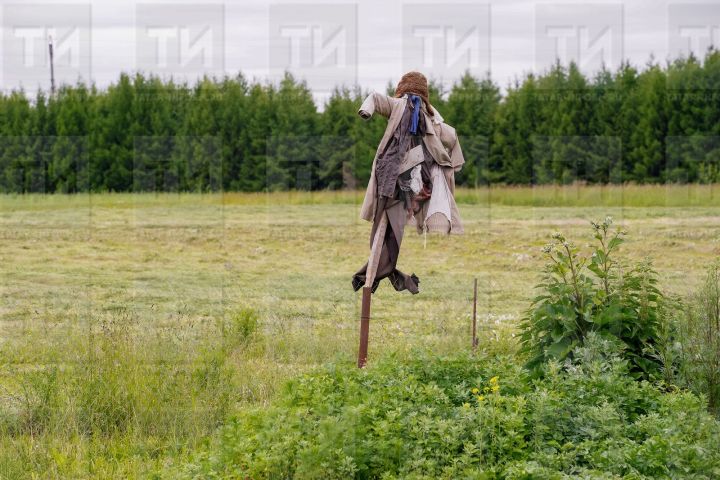 Сентябрь: чем заняться в саду и огороде?