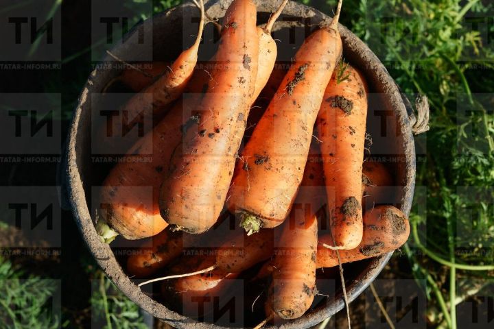 Когда лучше всего убирать с грядок морковь и свеклу