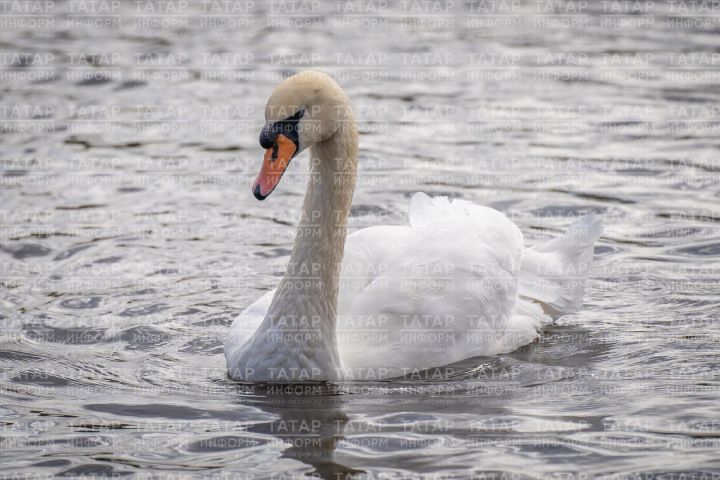 Лебеди и морозы: почему птицы на льду – это нормально, и когда бить тревогу