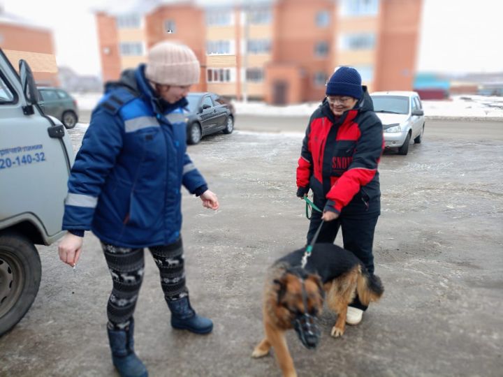В Буинске начали чипирование собак