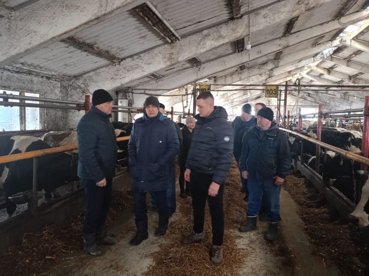 Буа районы фермаларына токымлы таналар кайтартылды