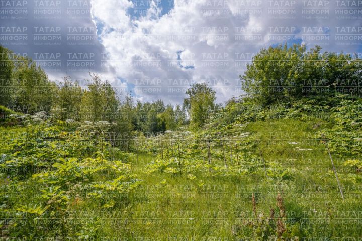 Роспотребнадзор прокомментировал появление микроклещей