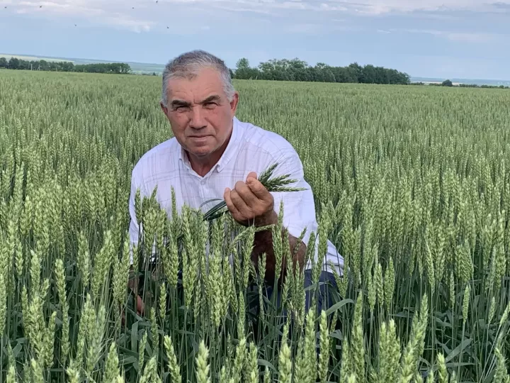 Буа районында кыска сабаклы, озын башаклы арпа, бодай сортлары үстерәләр