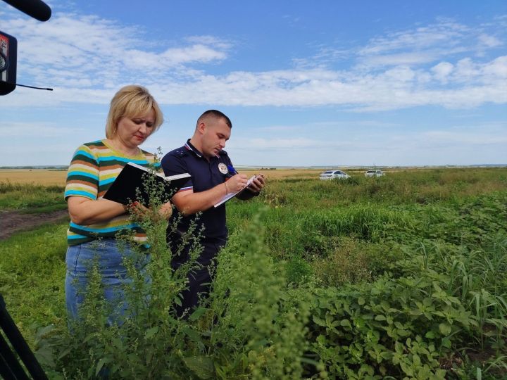 Фермеру в Буинском районе выдали предписание за произрастание конопли