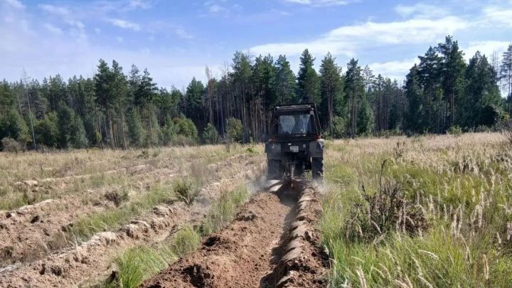 В Буинске заложили основу для новых лесов