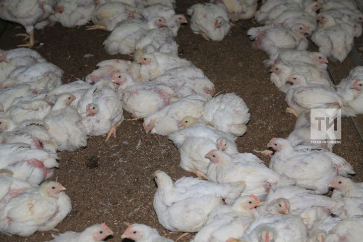 В Татарстане сожгли всех зараженных птичьим гриппом кур
